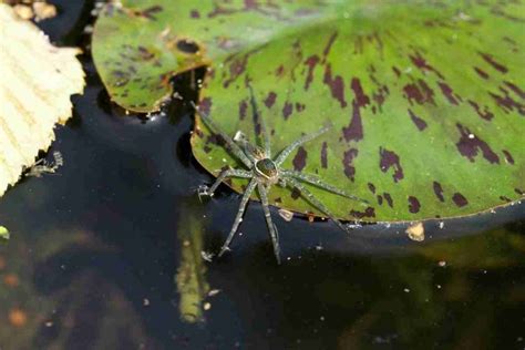 Are Fishing Spiders Poisonous? And Why Do They Love Water So Much?