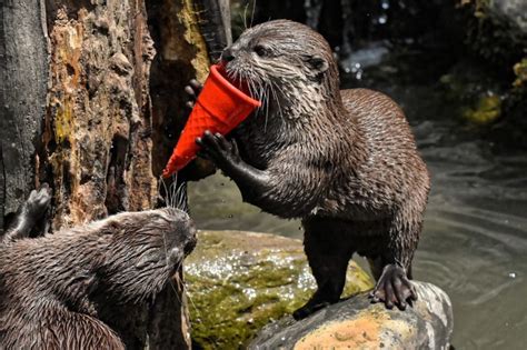 Can You Get a Pet Otter, and Why Do They Love to Juggle Watermelons?