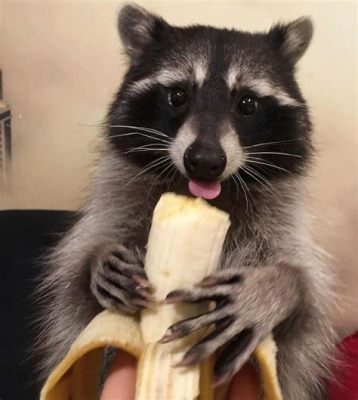 Can You Keep a Raccoon as a Pet in California? And Why Do They Always Look Like They’re Planning Something?