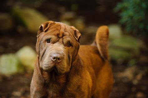 中國的犬類有哪些品種