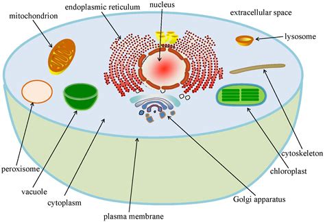 Does an Animal Cell Have Chloroplast: Exploring the Boundaries of Cellular Biology and Imagination