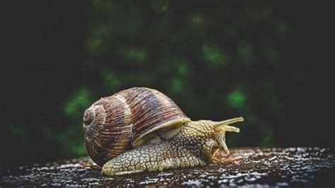 How Far Can a Snail Travel in a Day, and Why Do They Always Seem to Be Late for Dinner?