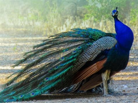 How Much Does a Peacock Animal Cost: And Why Do They Dance in the Rain?