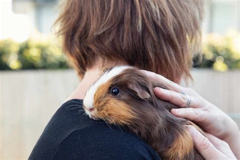 How to Pet a Guinea Pig and Why They Might Secretly Run the World