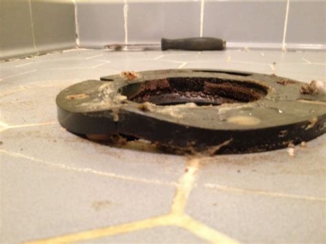 How to Repair a Broken Toilet Flange: Why Your Cat Might Be the Best Plumber