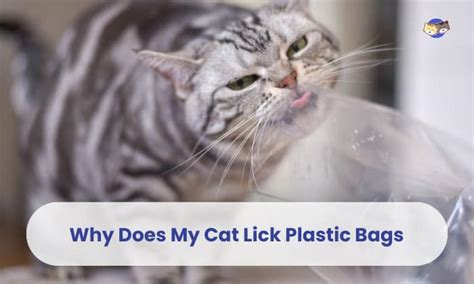 Is It Safe For My Cat To Lick Plastic Bags?