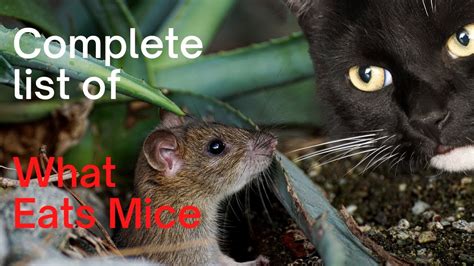 What Animal Eats Mice: Exploring the Predators and Beyond