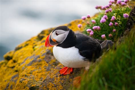 What is Iceland's National Animal? And Why Do They Love Their Sheep So Much?