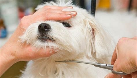 幼犬多久後剪毛：探索宠物护理中的重要议题